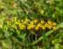 Solidago arguta image