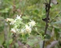 Solidago bicolor image