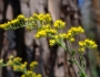 Solidago californica image