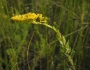 Solidago fistulosa image