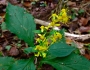 Solidago flexicaulis image