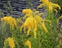 Solidago gigantea image