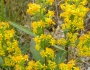 Solidago hispida image