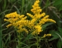 Solidago juncea image