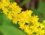 Solidago latissimifolia image