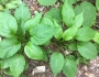 Solidago macrophylla image