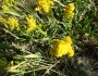 Solidago missouriensis image
