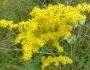 Solidago nemoralis image