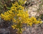 Solidago odora image