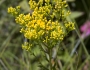 Solidago ohioensis image