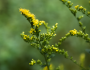 Solidago patula image