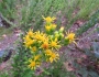 Solidago petiolaris image