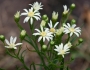 Solidago ptarmicoides image