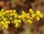 Solidago puberula image