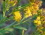 Solidago riddellii image