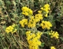 Solidago rigida image