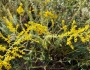 Solidago tortifolia image