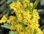 Solidago uliginosa image
