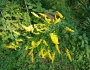 Solidago ulmifolia image