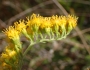 Solidago velutina image