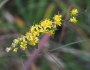 Solidago virgaurea image