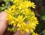 Solidago wrightii image