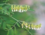Sophora flavescens image