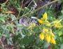 Sophora tomentosa image