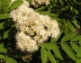 Sorbus aucuparia image