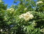 Sorbus scopulina image