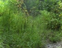 Sorghastrum elliottii image