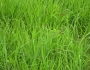 Sorghastrum nutans image