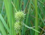 Sparganium americanum image