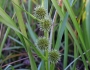 Sparganium emersum image