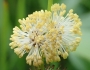 Sparganium eurycarpum image