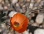 Sphaeralcea ambigua image