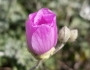 Sphaeralcea ambigua var. rosacea image