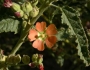 Sphaeralcea angustifolia image