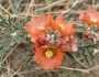 Sphaeralcea coccinea image