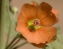 Sphaeralcea emoryi image