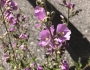 Sphaeralcea fendleri image