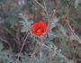 Sphaeralcea grossulariifolia image