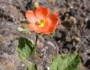 Sphaeralcea munroana image