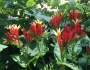 Spigelia marilandica image
