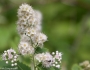 Spiraea alba image