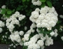 Spiraea betulifolia image