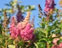 Spiraea douglasii image