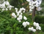Spiraea prunifolia image