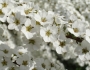 Spiraea thunbergii image