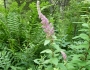 Spiraea tomentosa image